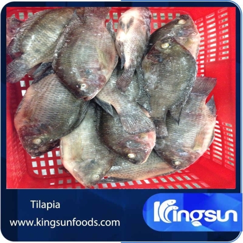 Chinese local red Frozen Tilapia