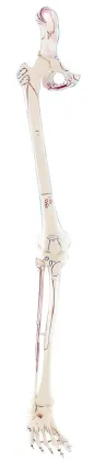 The coloring model of the beginning and ending point of the muscles attached to the