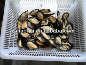 Frozen Cooked Mussel Meat Half-shell