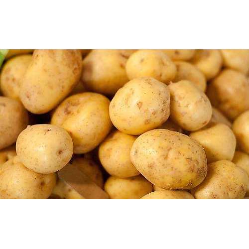 Batata fresca de Tengzhou com bom gosto