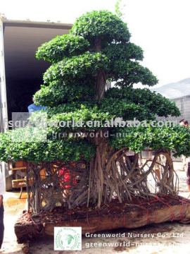 Ficus microcarpa landscaping big bonsai trees