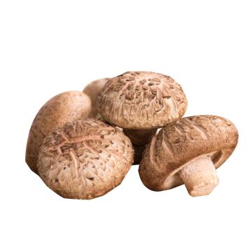 Healthy Fresh Shiitake Organic Mushrooms