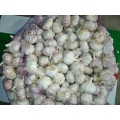 how to store fresh green garlic