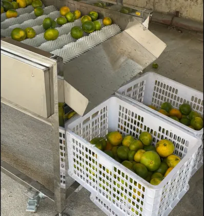 Industrial Fruit Washing Machine Orange Washing Machine