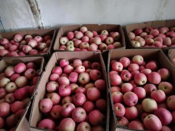 fresh paper bag western fuji apple