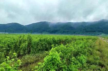 0.8% B+E Siberian Ginseng Extract