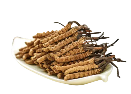 Cordyceps Extract 50% Polysaccharide Powder