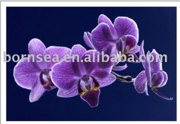 Orchid on giclee canvas