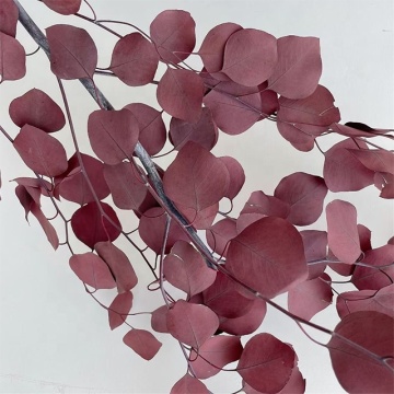 Eternal Apple Eucalyptus Dried Flowers - DIY Materials for Valentine's Day and Graduation Decorations