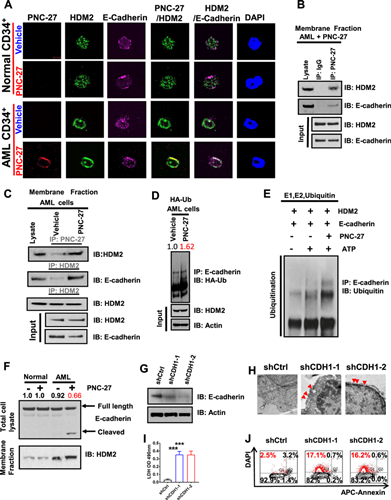 buy PNC -27 peptide