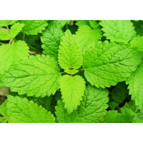 Organic Lemon Leaf Extract for Health and Culinary Uses