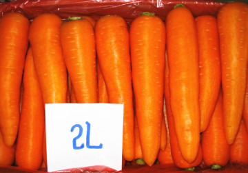 2014 China Carrot