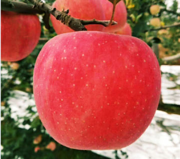 A large apple with a fresh, sweet heart