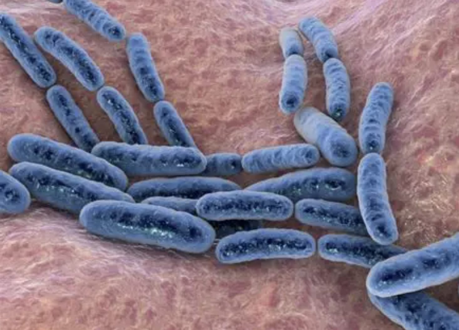 Food Grade Lactobacillus Gasseri