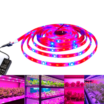 Waterproof 12V 5050 LED Strip Light - 300 LEDs 5M IP65 Red Blue for Grow Light