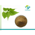 High quality nettle extract 0.8%