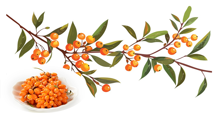 Seabuckthorn juice Powder