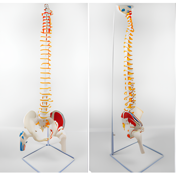 Modelo natural de colorante muscular adjunto de la columna vertebral