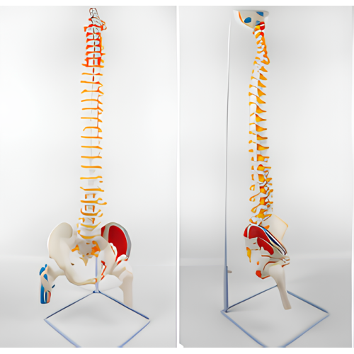 Natural large spine attached muscle coloring model