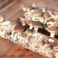 Engendro de hongo shiitake saludable de alto rendimiento