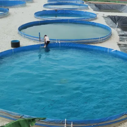 RAS Aquaculture Systems for Tilapia, Catfish, and Shrimp