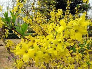 Chinese Herbal Medicines Fructus Forsythiae , Free Pesticid