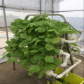 NTF Indoor Growing Small Hydroponic System