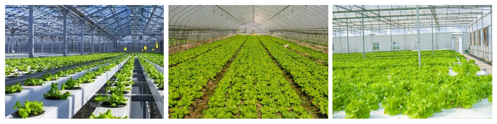 Lettuce Greenhouse