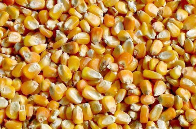 corn seed
