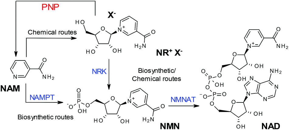 Best Nicotinamide Riboside Powder