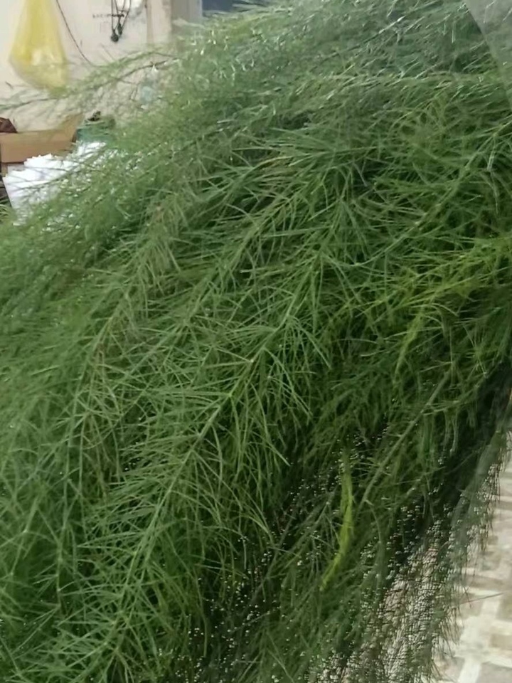 Asparagus Fern