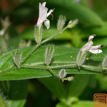 Andrographis Paniculata Extracto Andrographolide 30%