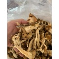 Kultivieren Sie Ihren eigenen Premium pleurotus ostreatus spawpilze