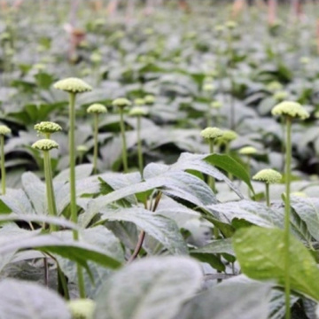 Haute qualité et pollution Notoginseng Flower Bud