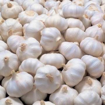 Rein weißer Knoblauch kleiner Größe