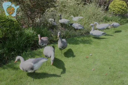 Canadian Goose White Wild Snow Foldable EVA Foam Duck Hunting Decoy