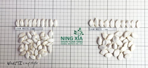 Kar Beyaz 11 cm Tohum Balkabağı Çin Fabrikası