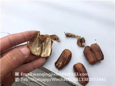 Barni Dates Pitting Machine for Date Palm Seed Removal