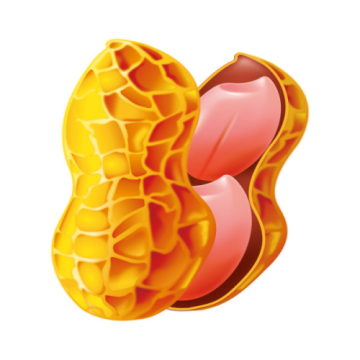 High Yield Jumbo Peanut Seeds For Growing