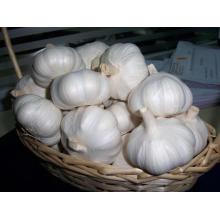 محصول جديد من Jinxiang Normal White Fresh Garlic