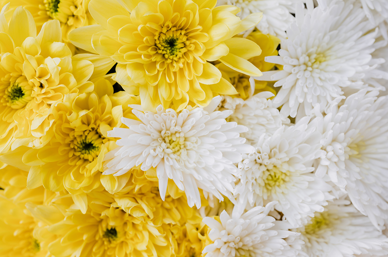 chrysanthemum