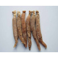 Red Ginseng Extrakt Pulver Gesundheitsversorgung natürlich