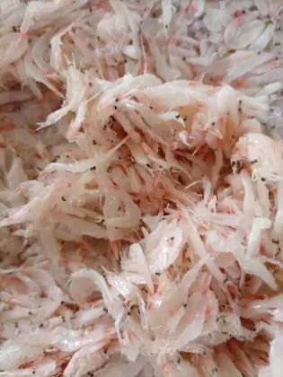 Dried Small Shrimp