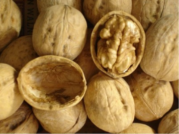 Top Class Walnut In Shell for Various Buyers