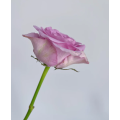 একক মাথাযুক্ত নাইটিঙ্গেল রোজ ফ্লাওয়ার