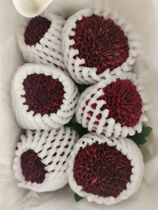 Red Ping pong chrysanthemum