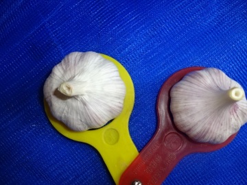 2019 Fresh Normal White Garlic In Sizes 5.0-5.5cm