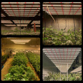 Luces de luces de cultivo de clones LED 3000K