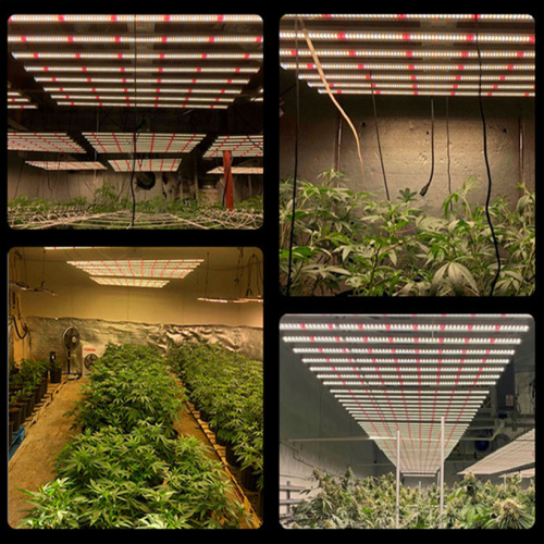 Clone Grow Lights Box Led 3000K