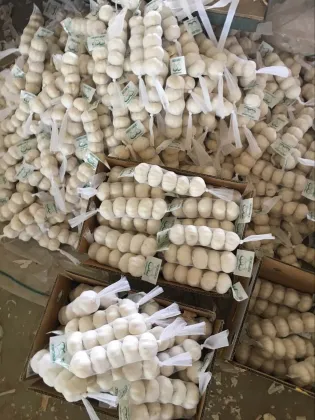 Snow white fresh garlic